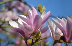 magnolia, spring, blossoms, nature, pink, magnolia flower, flora, tulip magnolia, petals, close up, ornamental wood, flowering shrub, garden bush, spring flower, nature photography, flowering branch, blossom, nature wallpaper, ornamental shrub