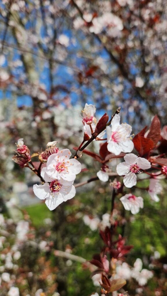 Close-up of beautiful cherry blossoms in full bloom during spring, showcasing delicate white and pink petals.
