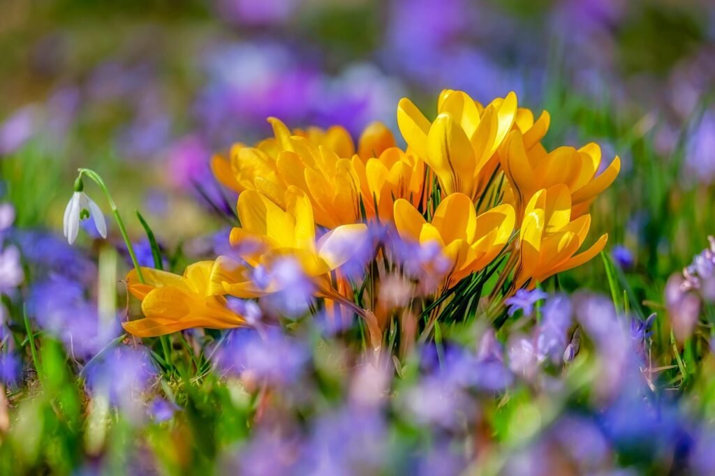 flower, beautiful flowers, flower wallpaper, crocus, blossom, bloom, flora, spring, nature, plant, early bloomer, harbinger of spring, beginning of spring, flower background, spring awakening, blooming, spring flower