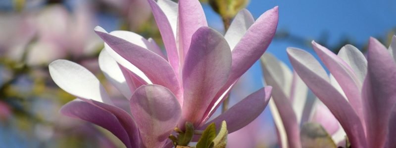 magnolia, spring, blossoms, nature, pink, magnolia flower, flora, tulip magnolia, petals, close up, ornamental wood, flowering shrub, garden bush, spring flower, nature photography, flowering branch, blossom, nature wallpaper, ornamental shrub