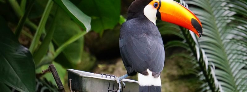 Close-up of a toco toucan perched amidst lush green foliage, showcasing its vibrant orange bill.
