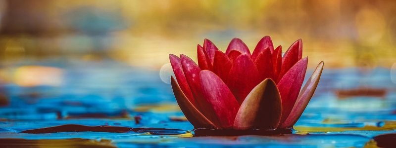 water lily, free background, floral background, flower, flower background, wallpaper hd, botany, cool backgrounds, 4k wallpaper, laptop wallpaper, mac wallpaper, desktop backgrounds, beautiful wallpaper, 4k wallpaper 1920x1080, free wallpaper, full hd wallpaper, beautiful flowers, flower wallpaper, aquatic plant, wallpaper 4k, bloom, blossom, windows wallpaper, hd wallpaper, growth, nature, wallpaper